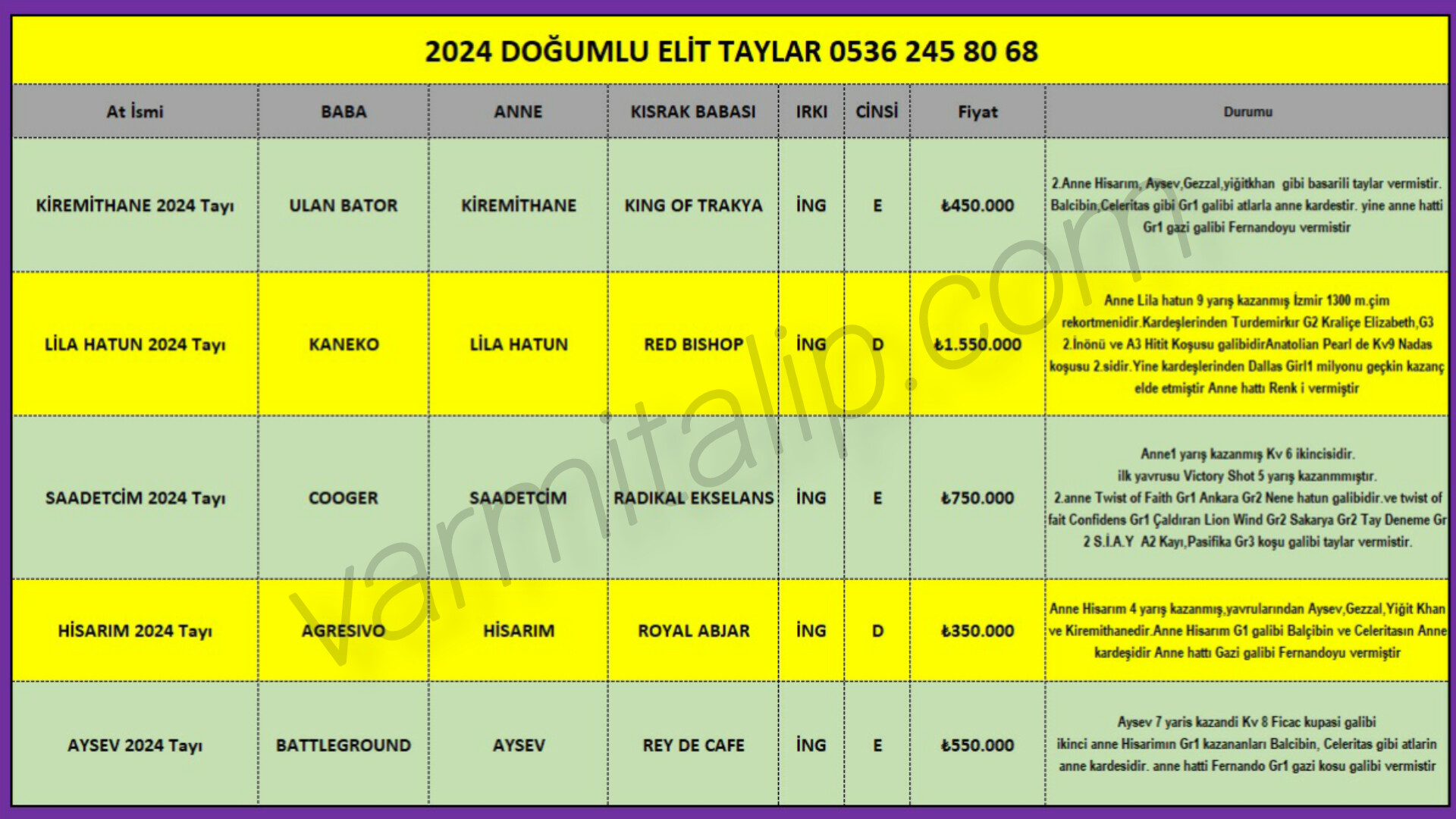 2024 Doğumlu Elit İngiliz Taylar  05362458068